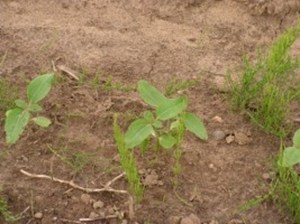 Paysage Traversé :  fin mai